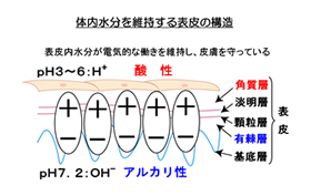 �}�F�̓��������ێ�����畆�̍\��